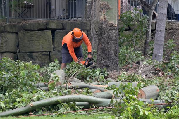 How Our Tree Care Process Works  in  Palo Cedro, CA