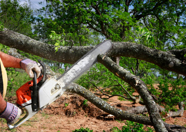 Trusted Palo Cedro, CA  Tree Services Experts